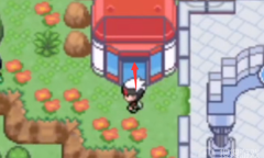 《口袋妖怪究极绿宝石》5.5极巨菇菇获得方法