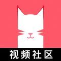 猫咪新区