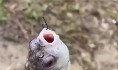 打窝仙人梗是什么意思