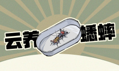 《沉默的蟋蟀》虫友系统机制介绍