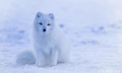 都是千年的狐狸玩什么聊斋什么含义