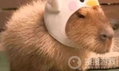 卡皮巴拉梗是什么意思