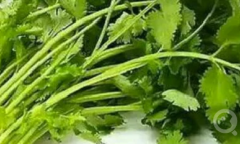 男生说吃香菜梗是什么意思