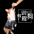 训狗教程