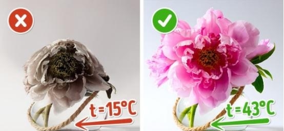 娟蝶鲜花官方版