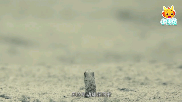 小伴龙海洋世界官方版