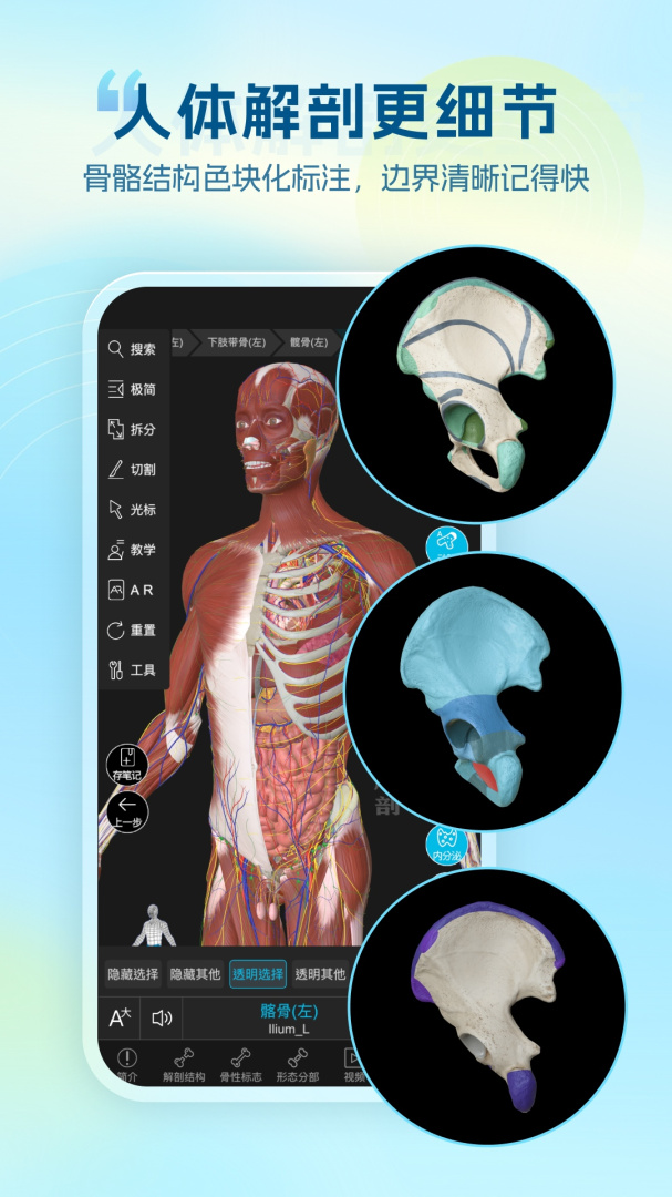 维萨里3D解剖app