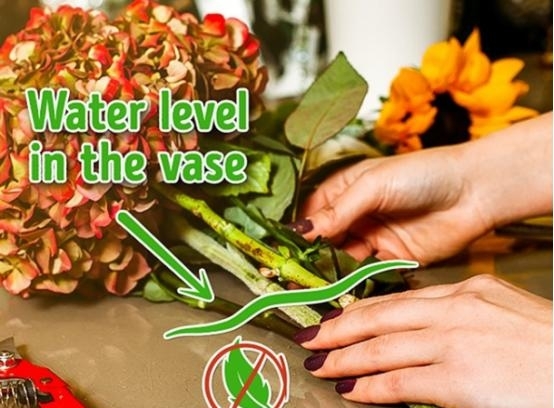 娟蝶鲜花官方版