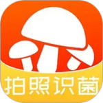 菌窝子官方正版