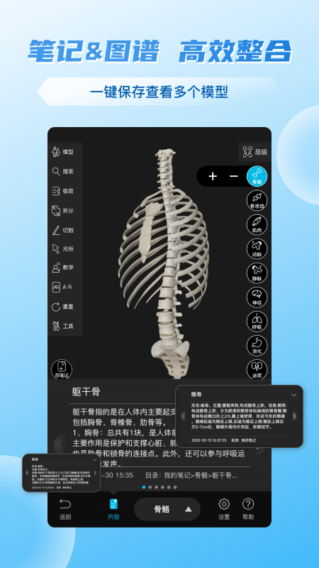 维萨里3D解剖