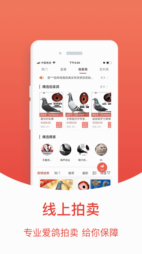 赛鸽头条app