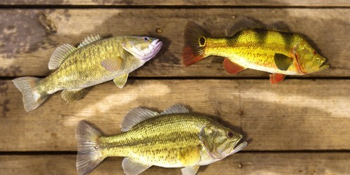 垂钓星球官方版(FishingPlanet)