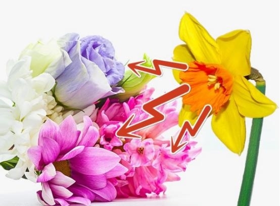 娟蝶鲜花官方版