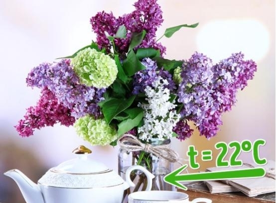 娟蝶鲜花官方版