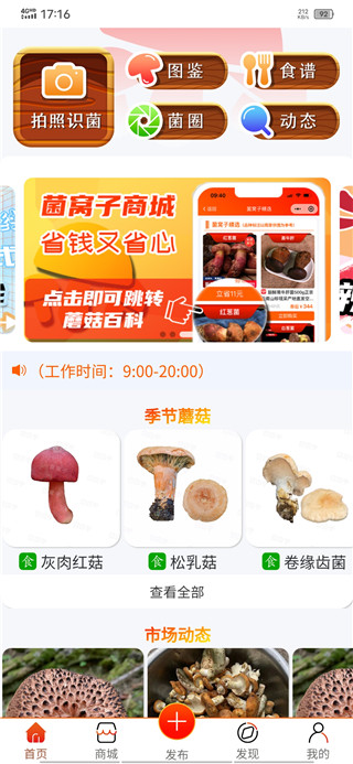 菌窝子官方正版