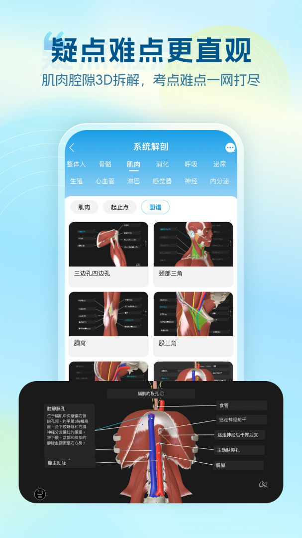 维萨里3D解剖app