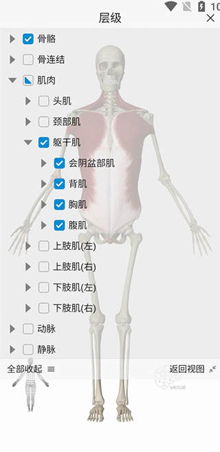 维萨里3D解剖app
