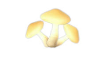 《心动小镇》近幽集蜜环菌与空心树采集位置