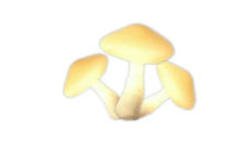 《心动小镇》近幽集蜜环菌与空心树采集位置